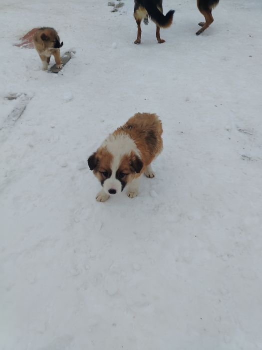 Бесплатный щенок