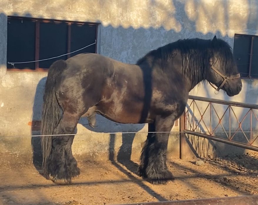 Armasar ardenez pentru monta