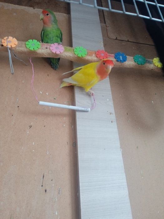 Попугай неразлучники