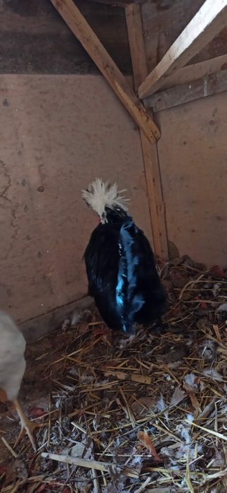 Декаративни хуруз сотилади