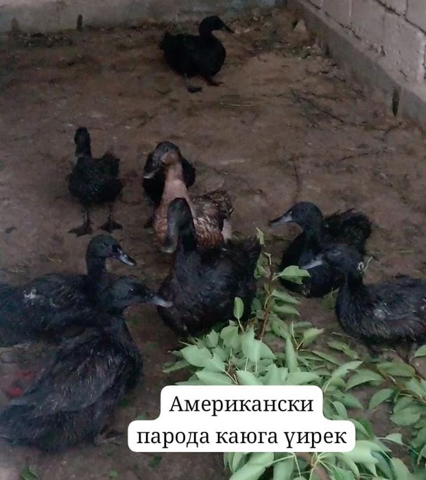 Американски парода каюга үйрек сатылады