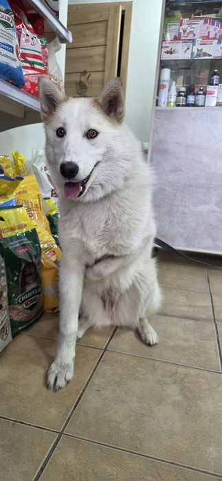 Пристраиваеися лайка Эмили