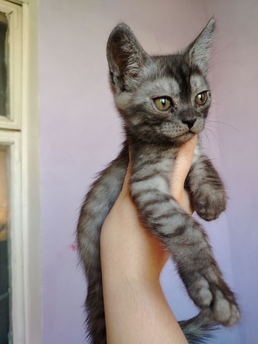Отдам даром котят