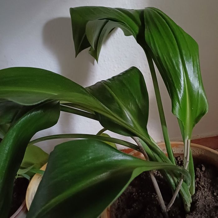 Алоэ,денежное дерево,Лилия.