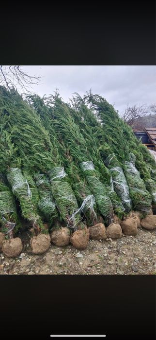 Leylandii Cupressus - Solutia rapida pentru gard viu vesnic verde