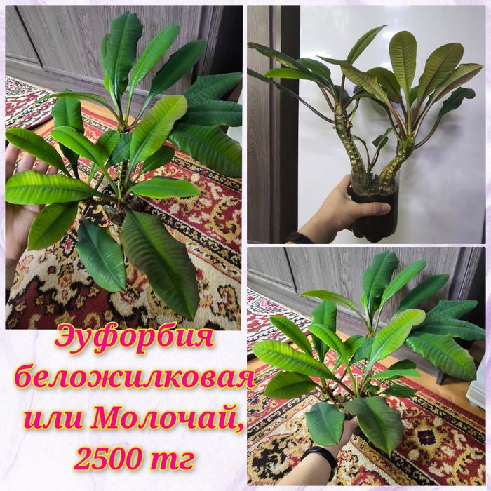 Филодендрон Медуза, Бархатный, Эуфорбия.