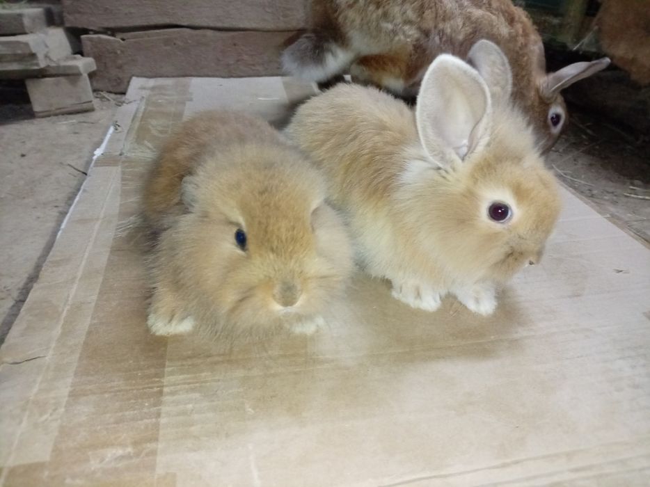 Burgunskiy ona quyon