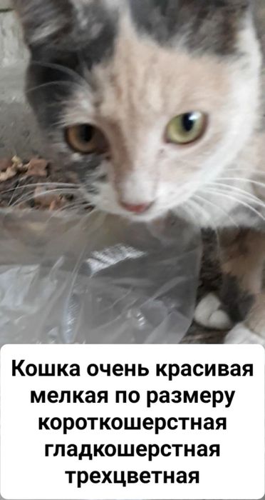 Кошка с нарядным окрасом