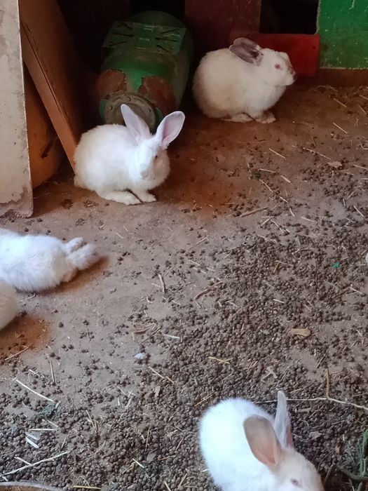 кролики каефорня