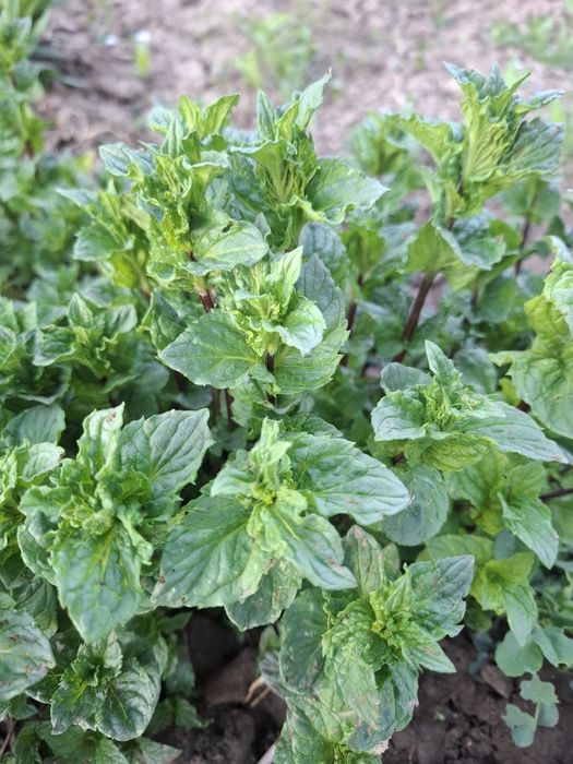 Саженцы Мята мелисса душистый пахнет ароматно