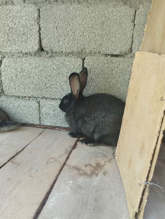 Продам  Кроликов