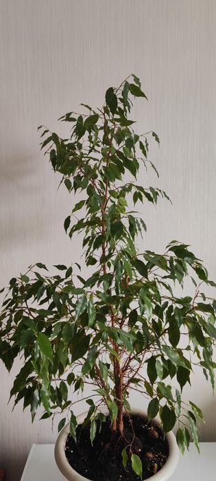 Продам комнатные цветы