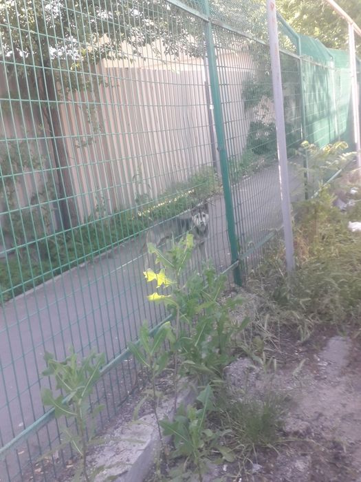 нашли собаку хаски