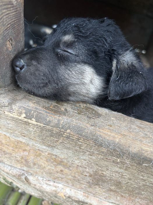 Срочно нужно щенку дом