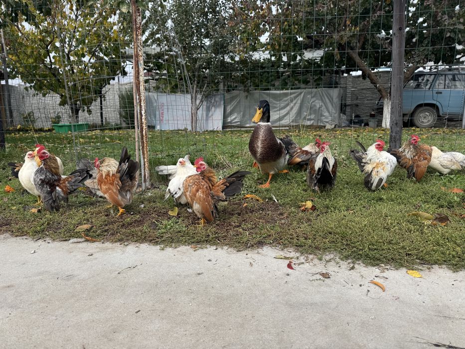 Серама малайзийска