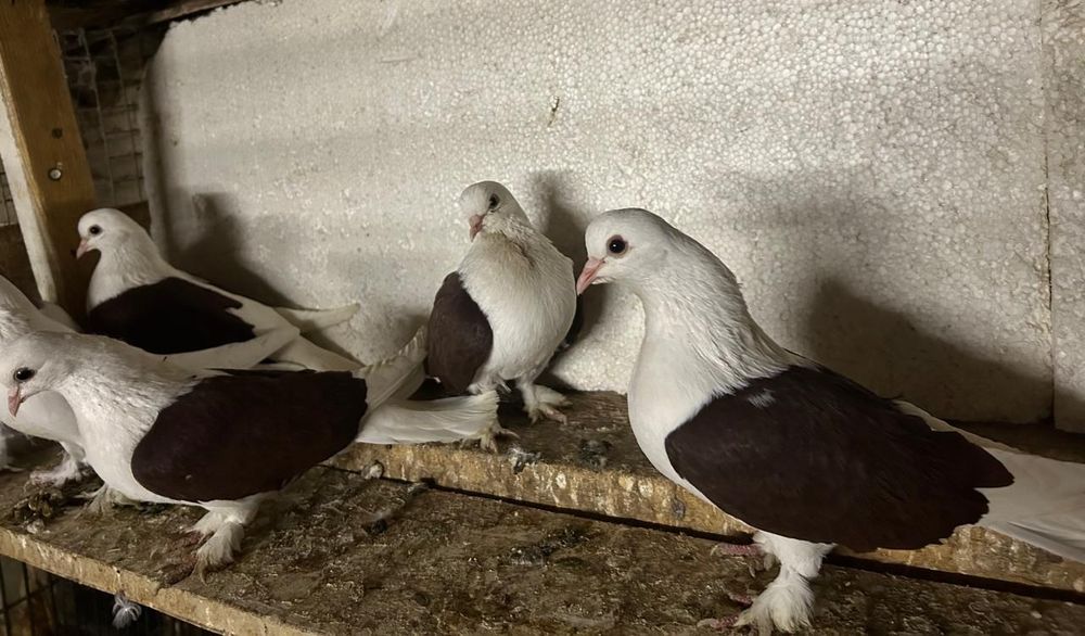 Продам краснобоких парных голубей