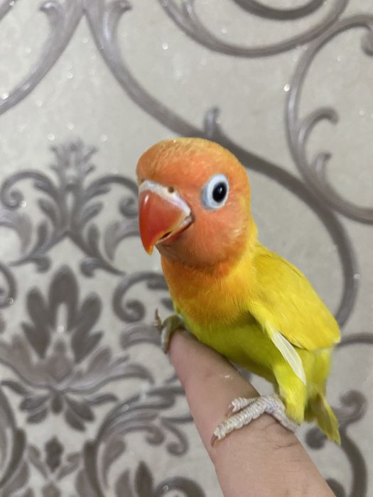 Ruchnoy papugay sotiladi