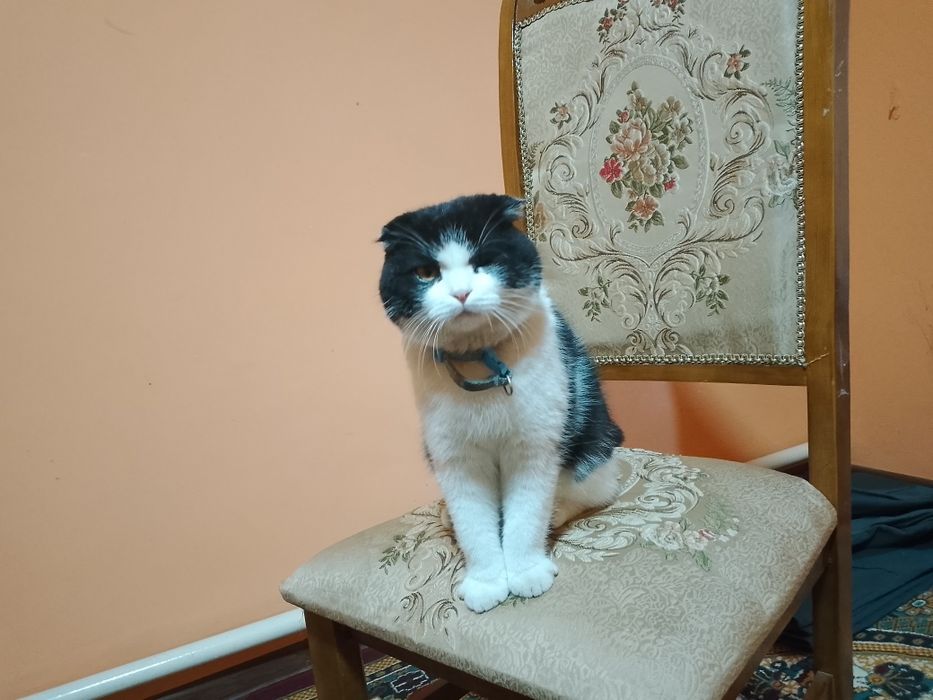 Вяска мушук самец, скотиш фолд