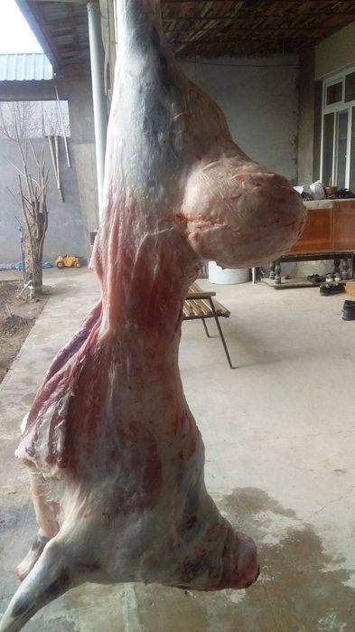 Qoy gosht bor trik qoylani 87000 somdan soyib beramiz trik vazniga