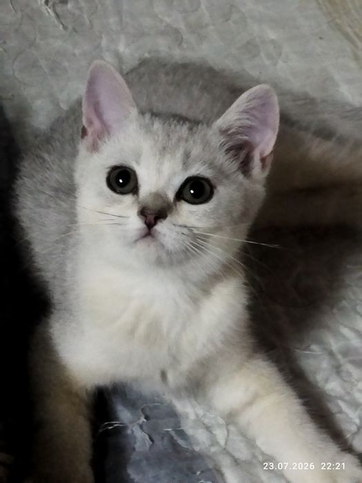 Срочно продаются шотландские котята