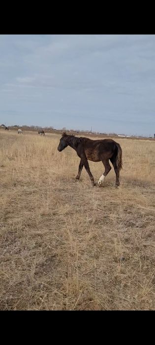 Продаются жеребята