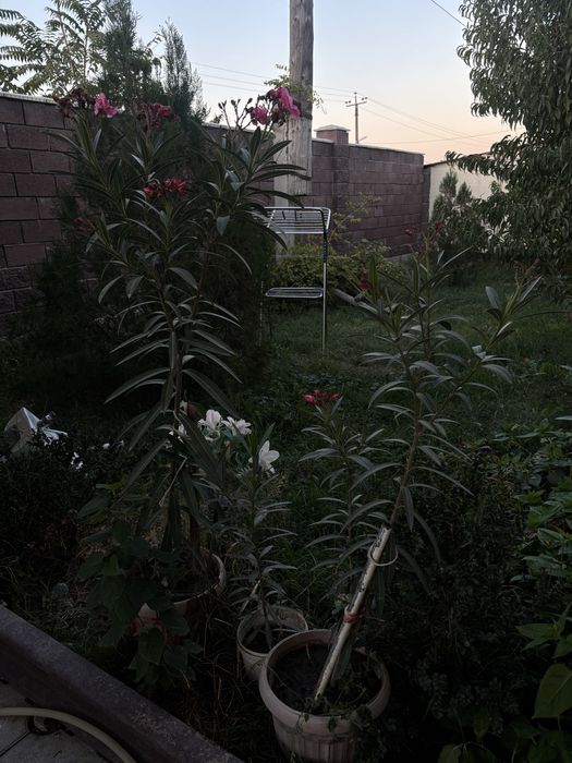 Продам цветы алиандр
