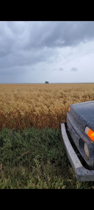 Продам  Овёс сорт Стиплер