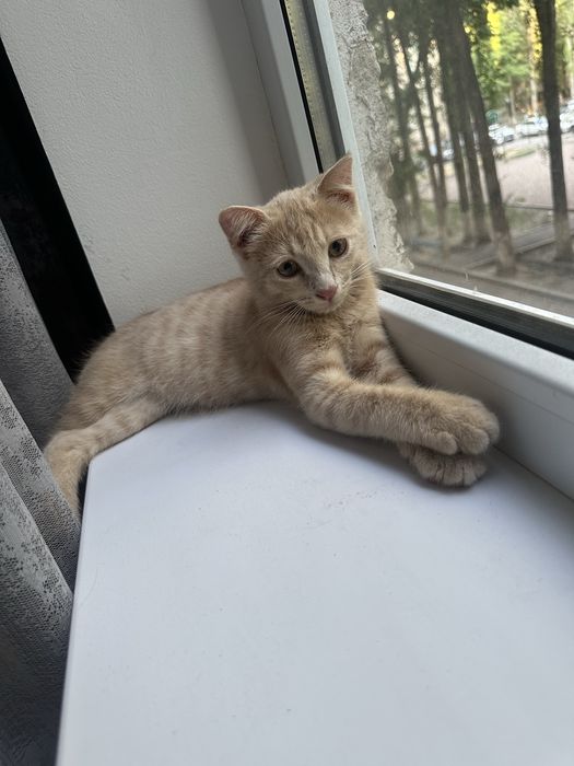 Котенок в добрые руки