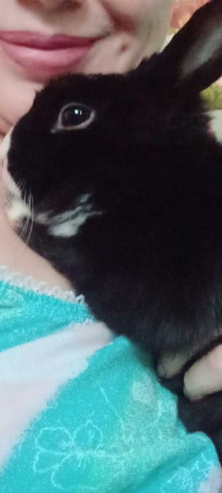 Кролик декоративный