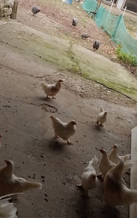 Vand gaini pitice si bibilici
