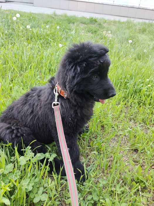 собачка восточно европейская