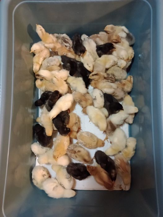 Pui de 2 săptămâni