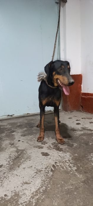 Doberman qiz 6 oylik Tozza qon