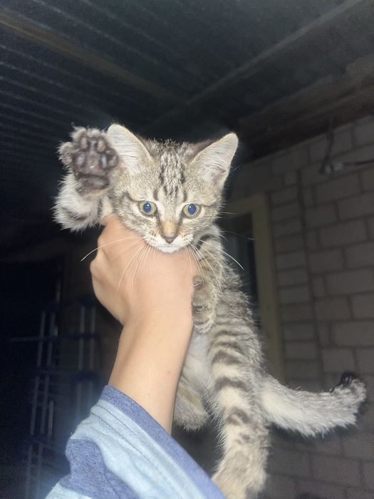 Котенок девочкаа
