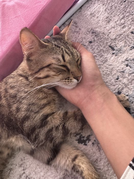 Отдам кота в добрые руки