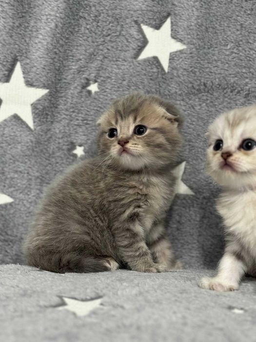 вислоушки плюшевые детки