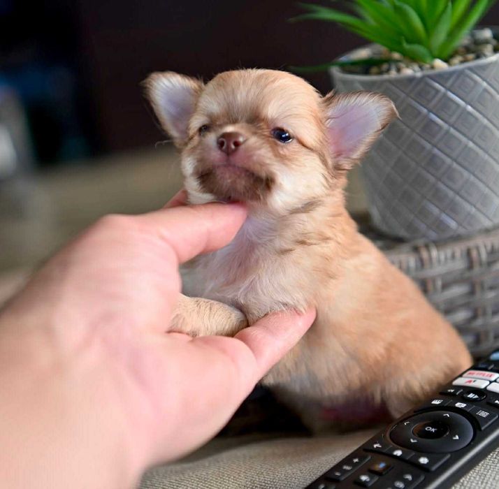 Мъжко дългокосместо мини чихуахуа