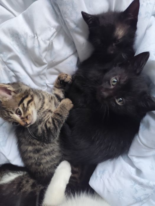 подарявам котенца на 1 месец