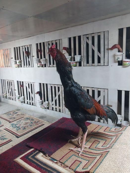 Продам дакана китаи шамо микс