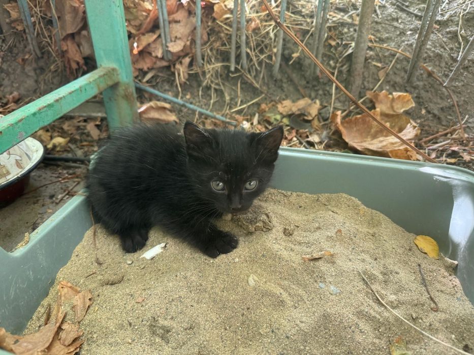 Котята, мальчик и девочка