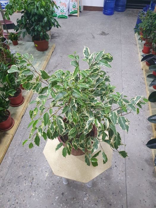 Benjamin Бенжамин