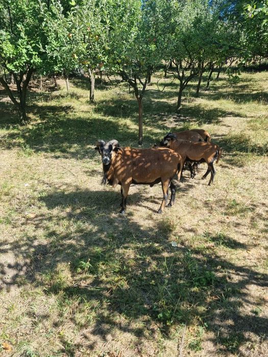 Berbec rasă Camerun