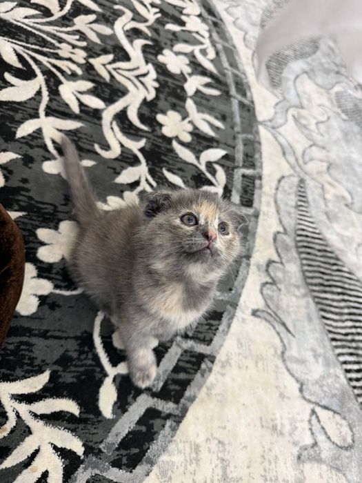 Мушукча сотилади