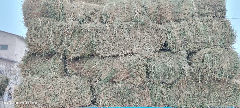 Беда прес сотилади оптом