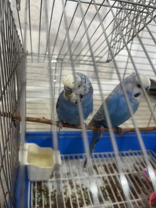 Попугай с клеткой вместе