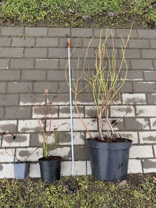 Готови силни, развити и  плододаващи Американски боровинки