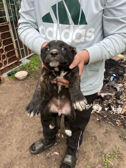 Продам смесь Питбуль и Алабая