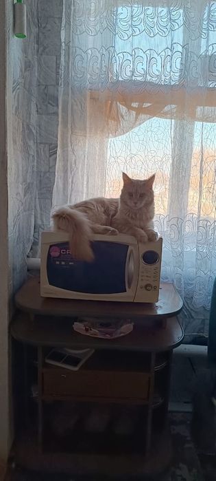 Котята Мейн кун продам