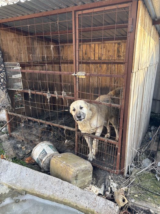 Собака ит төбет алабай