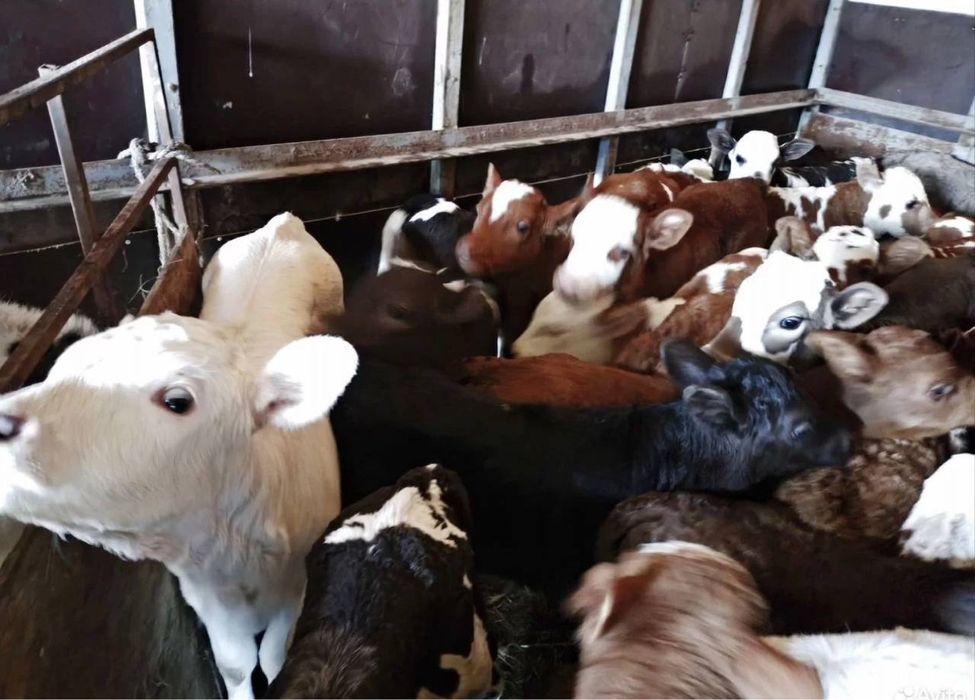 Продам телята молчных ангус